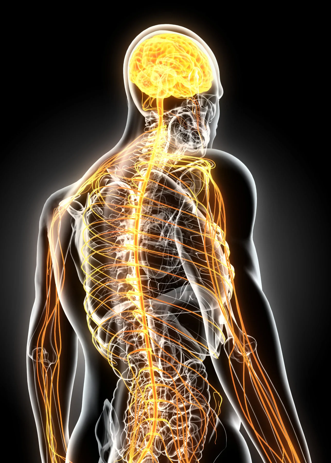 Neurologie - Skelettnerven von Laserneedle GmbH